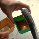 Artemia-Fuetterung von jungen Diskusfischen